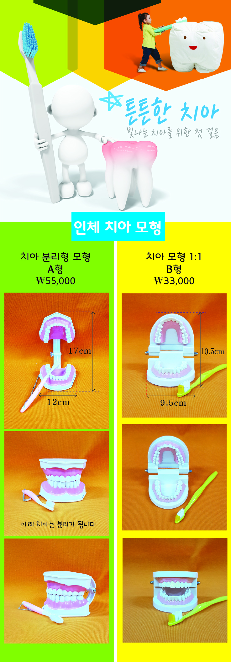 치아모형상세페이지.jpg