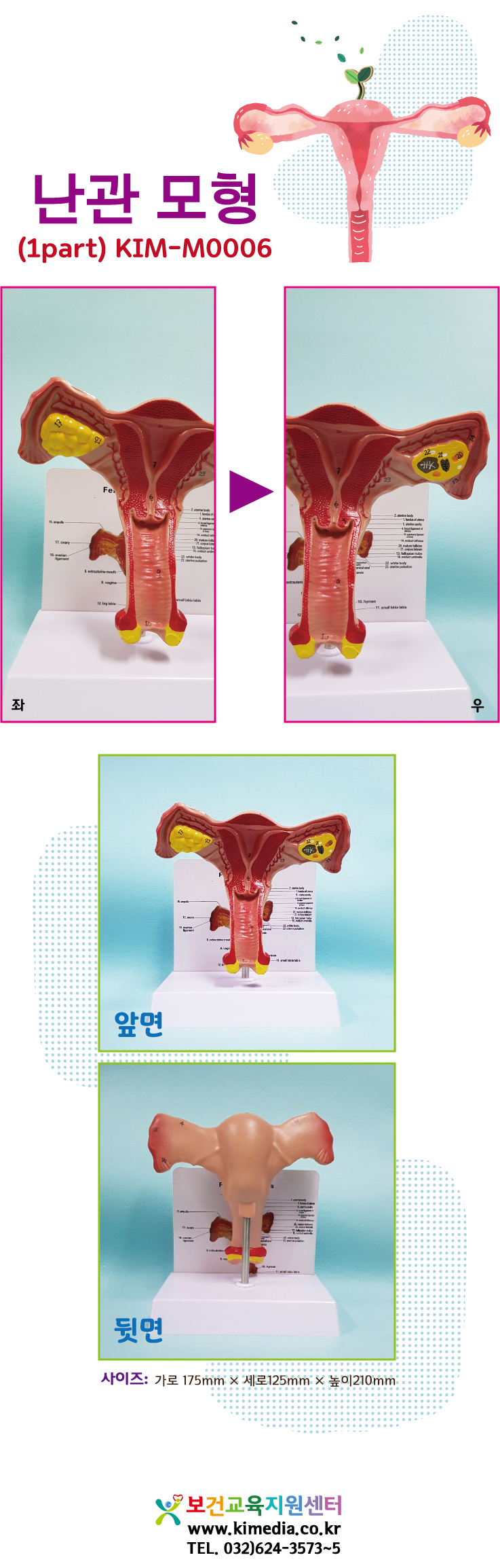 자궁모형m0006상세페이지.jpg