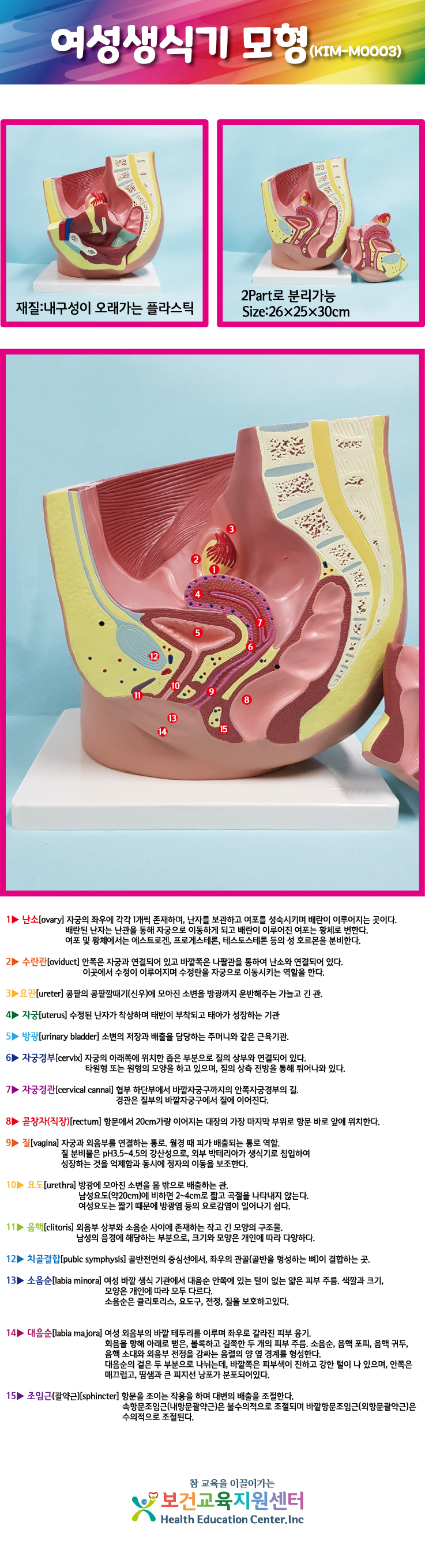 여성생식기모형.jpg