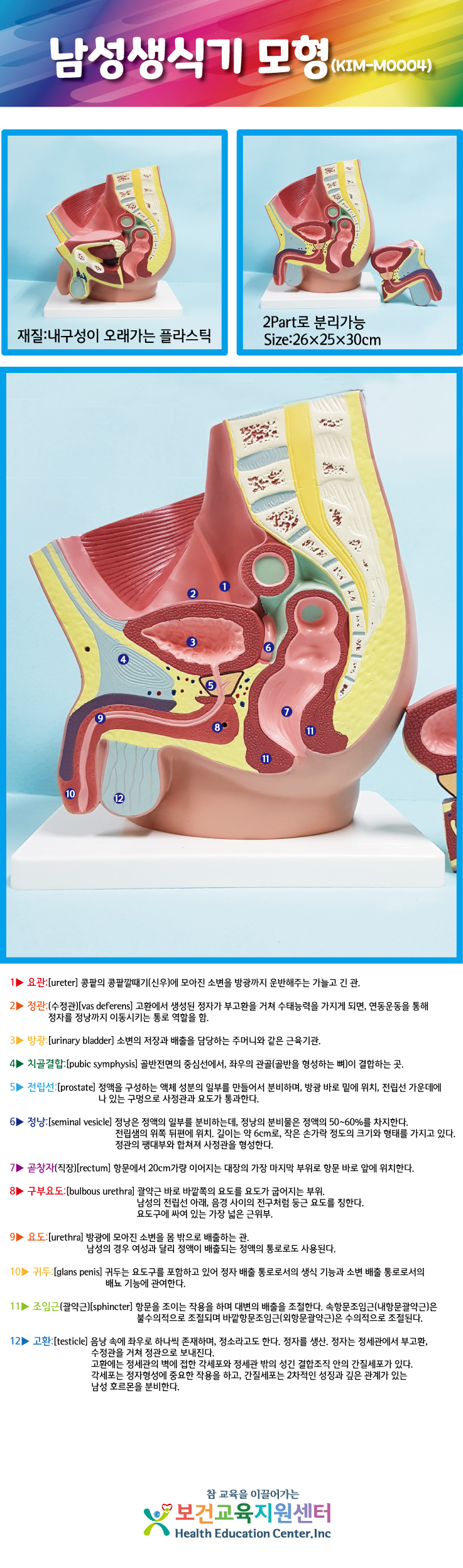 남성생식기모형.jpg