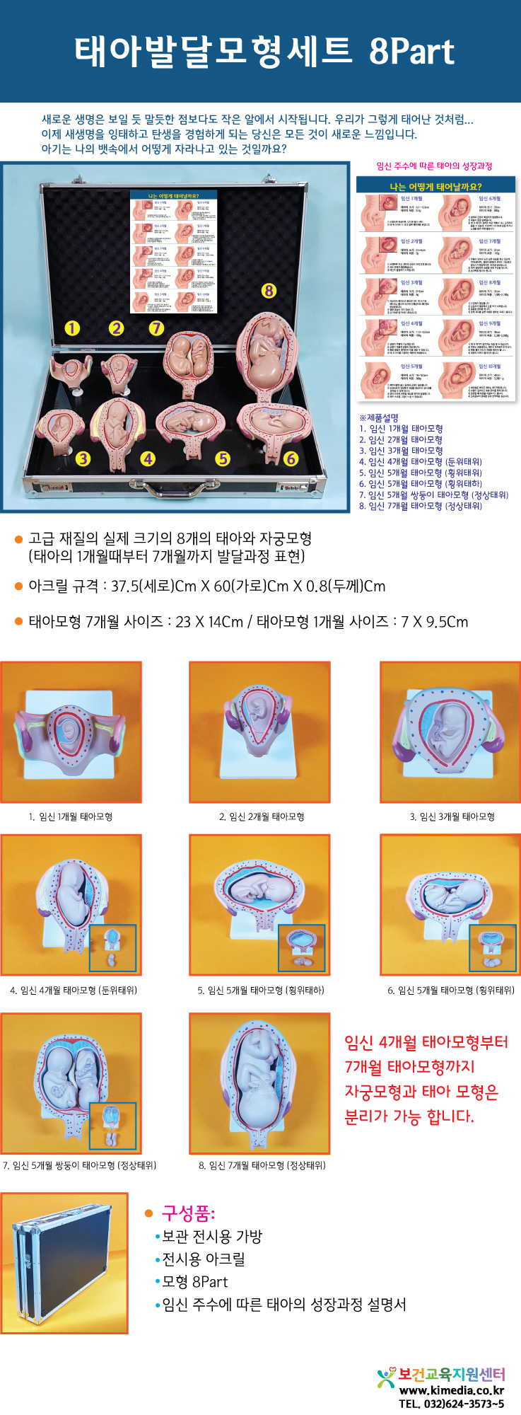태아발달모형상세페이지.jpg