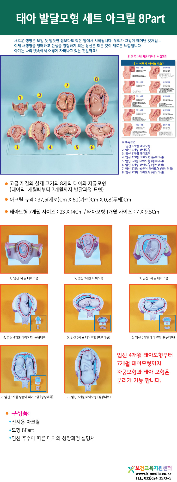태아발달모형상세페이지-2.jpg