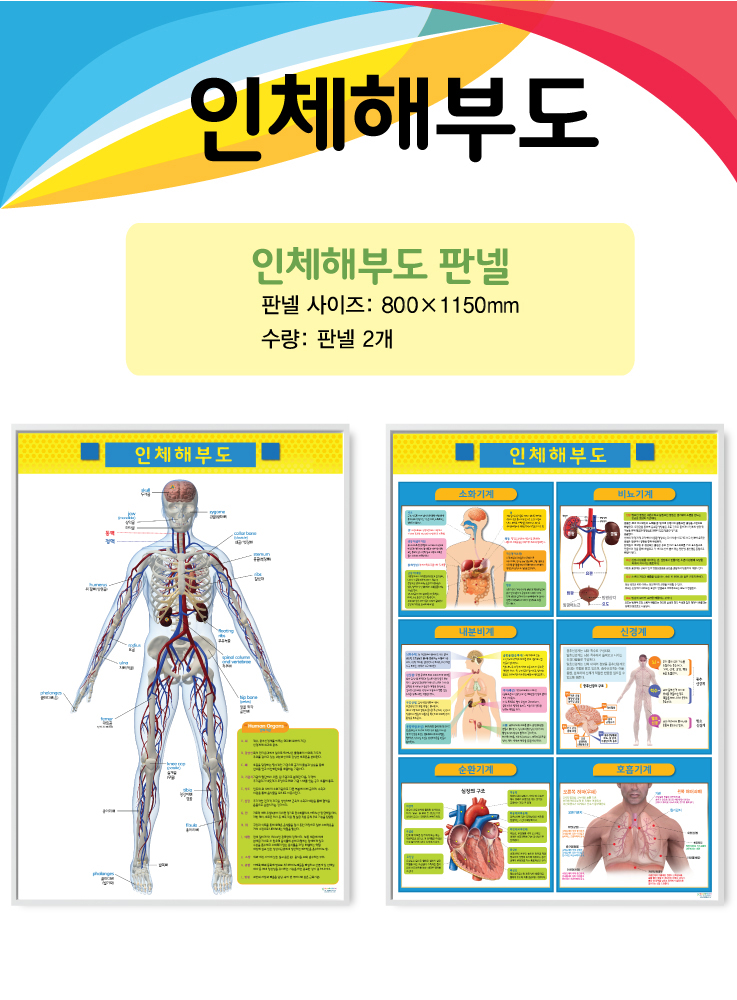 인체해부도.jpg