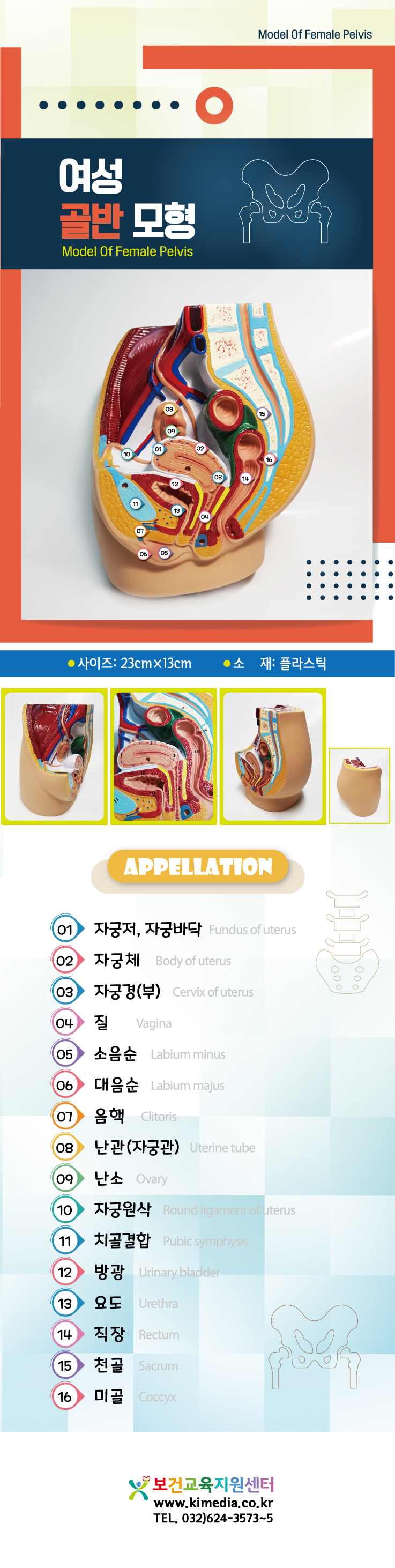 여성곪반모형.jpg