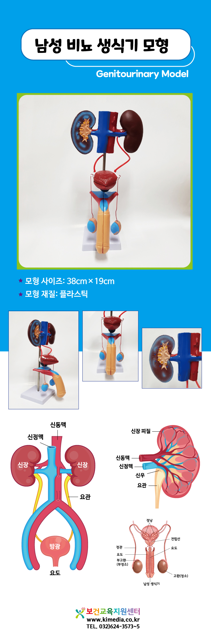 남성비뇨생식기모형상세.jpg