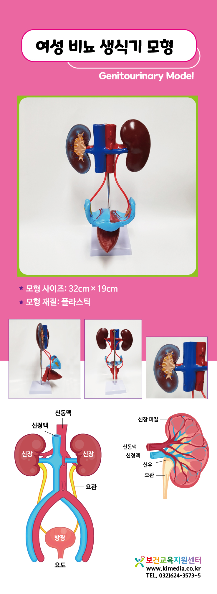 여성비뇨생식기모형상세.jpg