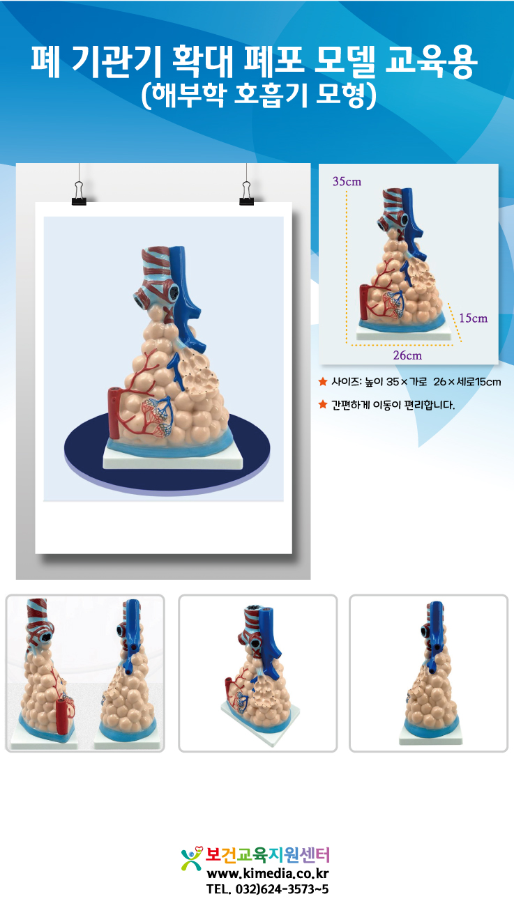 폐-기관기-확대-폐포-모델.jpg