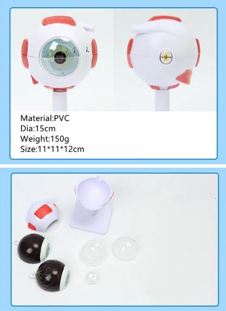 눈모형3배확대상세페이지.JPG