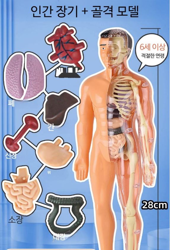 3d인체모형2.JPG
