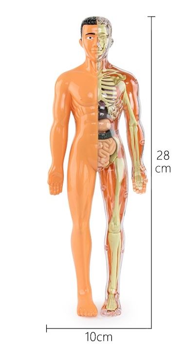 3d인체모형.JPG