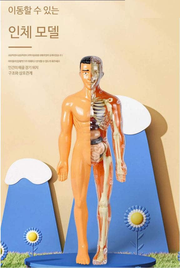 3d인체모형1.JPG
