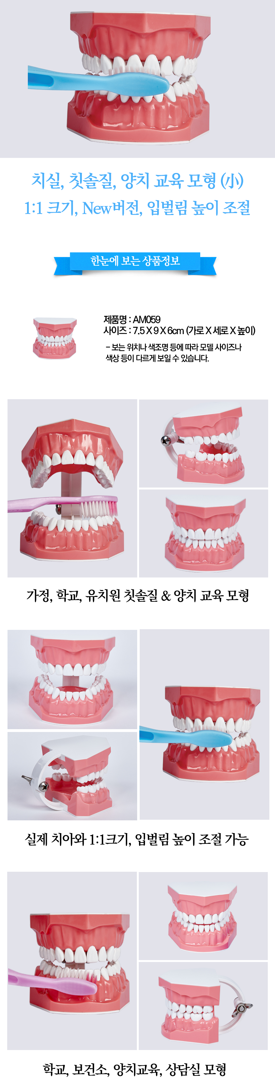 치아모형.png